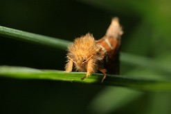 Krótkowąs paprotnik [Phymatopus hecta]