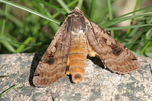 Rolnica tasiemka Rolnica tasiemka Noctua pronuba