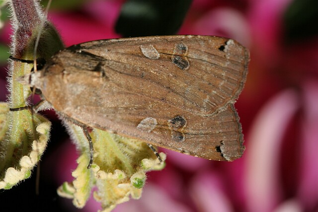 Rolnica tasiemka Rolnica tasiemka Noctua pronuba