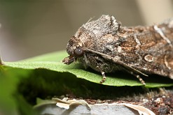 Ponurzyca źralica [Thalpophila matura]