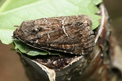 Ponurzyca źralica [Thalpophila matura]