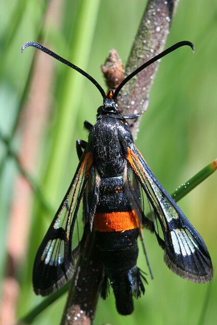 Przeziernik komarowiec Synanthedon culiciformis