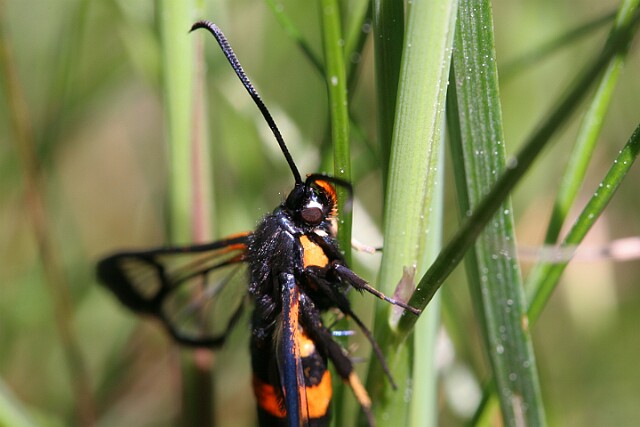 Przeziernik komarowiec Synanthedon culiciformis