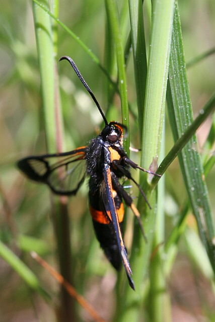Przeziernik komarowiec Synanthedon culiciformis