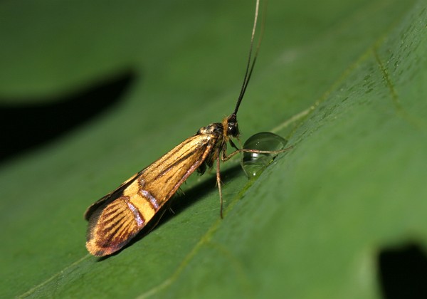 Microlepidoptera - Molowce Microlepidoptera - Molowce