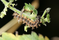 Rusałka pokrzywnik gąsienica Aglais urticae