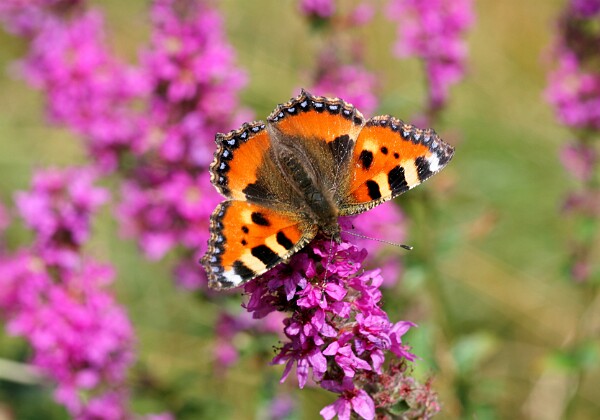 Rusałka pokrzywnik Rusałka pokrzywnik [Aglais urticae]