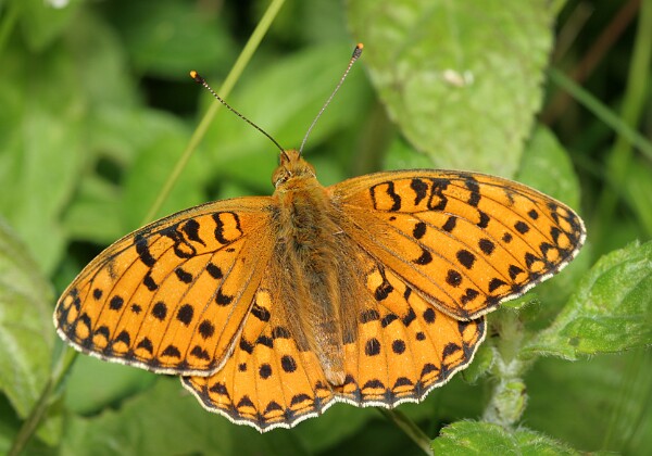 Dostojka aglaja Dostojka aglaja [Argynnis aglaja]