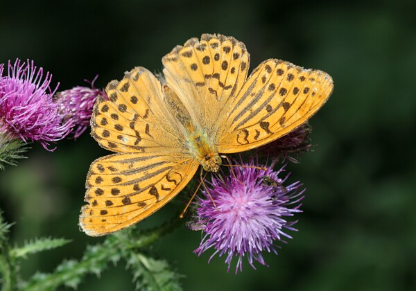 Dostojka malinowiec Dostojka malinowiec [Argynnis paphia]