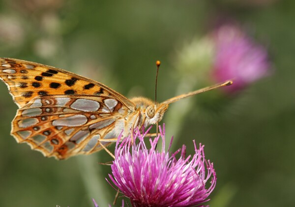 Dostojka latonia Dostojka latonia [Issoria lathonia]