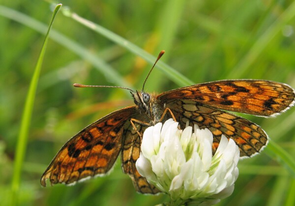 Przeplatka atalia Przeplatka atalia [Melitaea athalia]