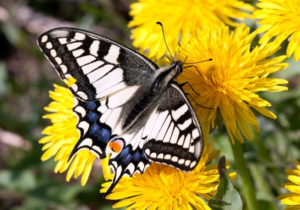 Paź królowej Paź królowej Papilio machaon