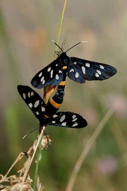 Oblaczek granatek [Amata phegea]