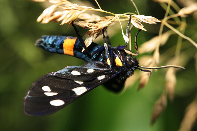 Oblaczek granatek [Amata phegea]