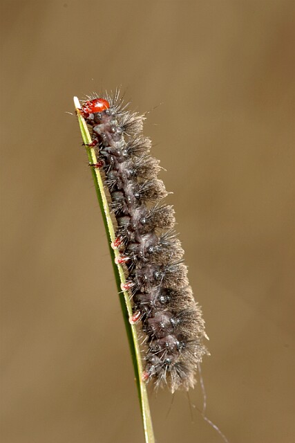 Oblaczek granatek [Amata phegea]