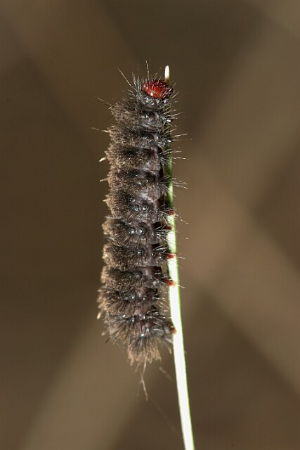 Oblaczek granatek gąsienica [Amata phegea]