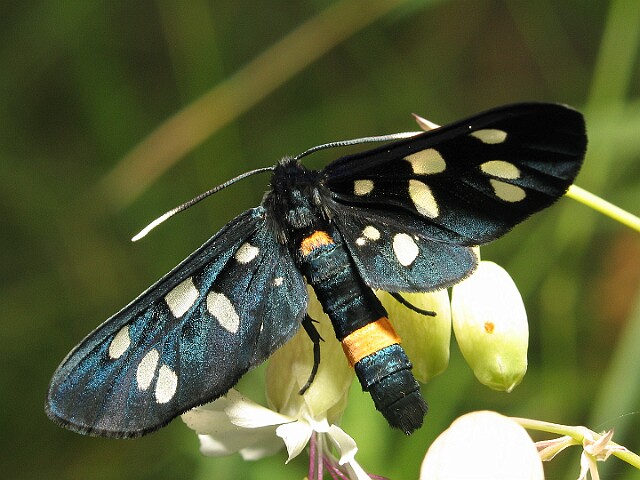 Oblaczek granatek [Amata phegea]