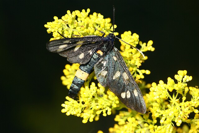 Oblaczek granatek [Amata phegea]