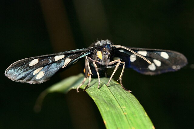 Oblaczek granatek [Amata phegea]