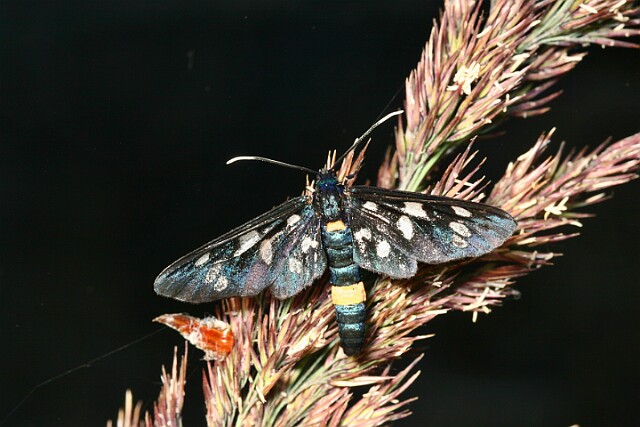 Oblaczek granatek [Amata phegea]