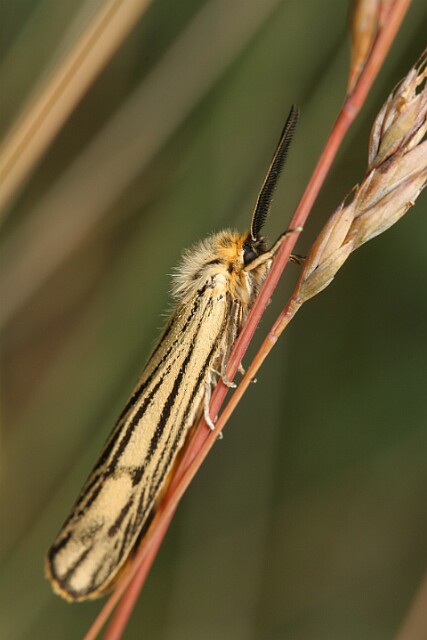 Pstrokówka kreskówka [Coscinia striata]