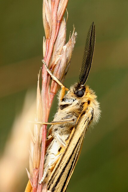 Pstrokówka kreskówka [Coscinia striata]