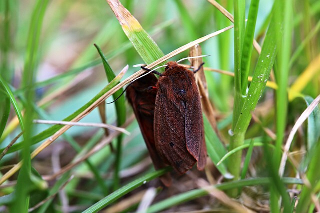 Sadzanka rumienica Phragmatobia fuliginosa