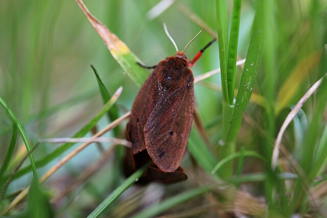 Sadzanka rumienica Phragmatobia fuliginosa
