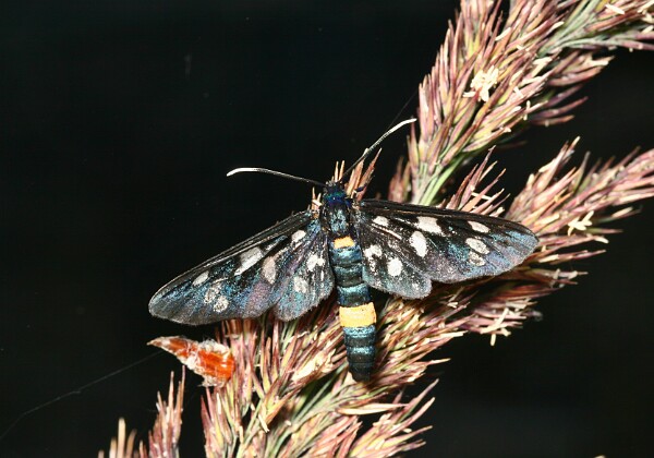 Oblaczek granatek Oblaczek granatek [Amata phegea]