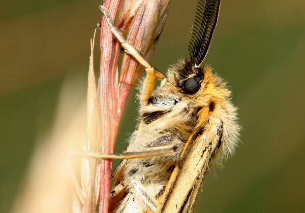 Pstrokówka kreskówka Pstrokówka kreskówka [Coscinia striata]