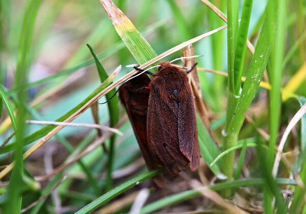 Sadzanka rumienica Phragmatobia fuliginosa