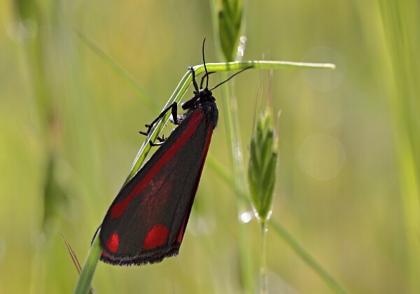 Proporzyca marzymłódka Tyria jacobaeae (Linnaeus, 1758) - motyl sfotografowany w Łochowie gm. Białe Błota