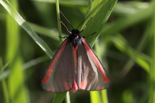 Proporzyca marzymłódka Tyria jacobaeae