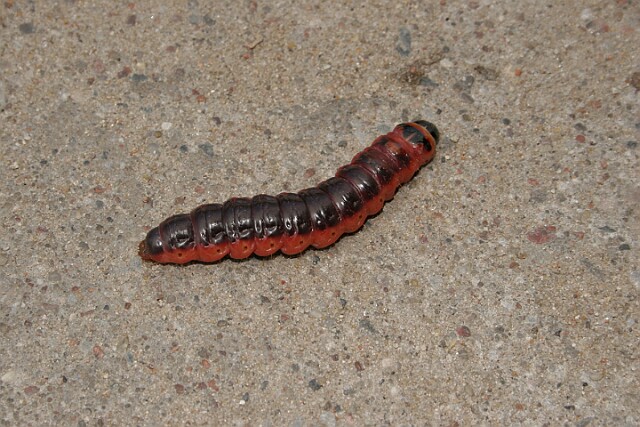 Trociniarka czerwica [Cossus cossus]