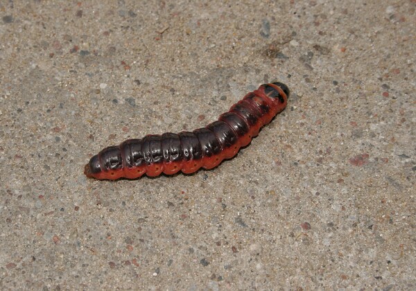 Trociniarka czerwica Trociniarka czerwica [Cossus cossus]