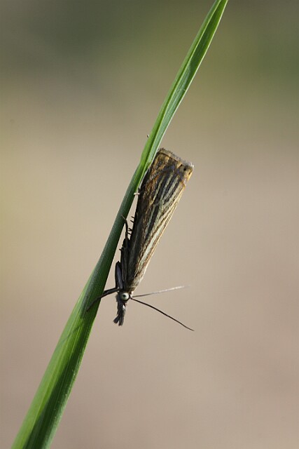 Chrysoteuchia culmella Chrysoteuchia culmella (Linnaeus, 1758) - zaobserwowany w Łochowie