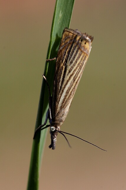 Chrysoteuchia culmella Chrysoteuchia culmella (Linnaeus, 1758) - zaobserwowany w Łochowie