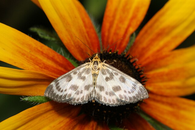 Eurrhypara hortulata