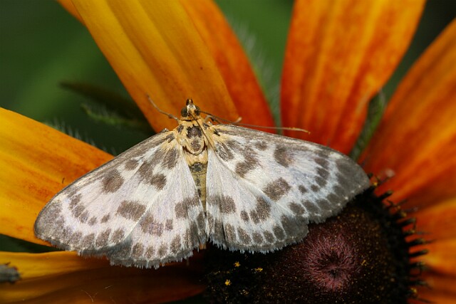 Eurrhypara hortulata
