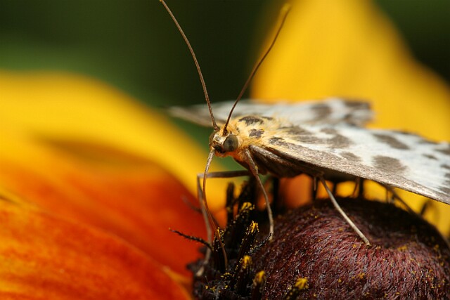 Eurrhypara hortulata