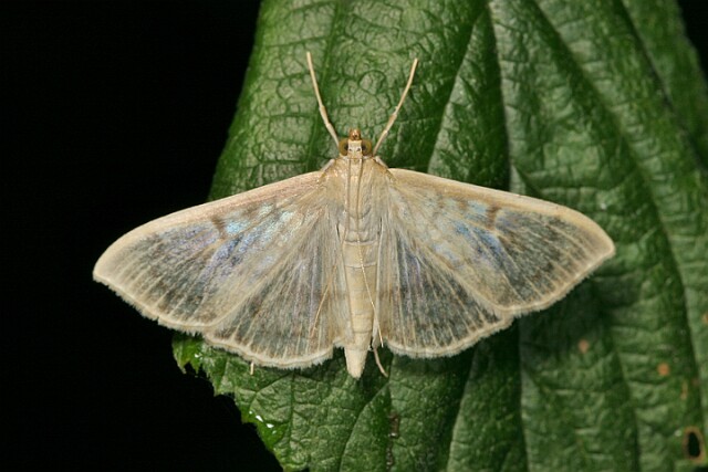 Boczanka brązowianka [Pleutoptya ruralis]