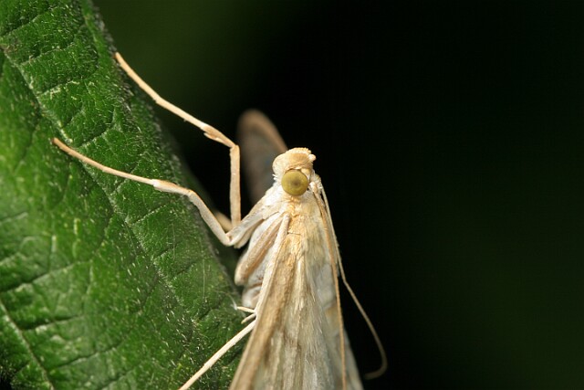 Boczanka brązowianka [Pleutoptya ruralis]