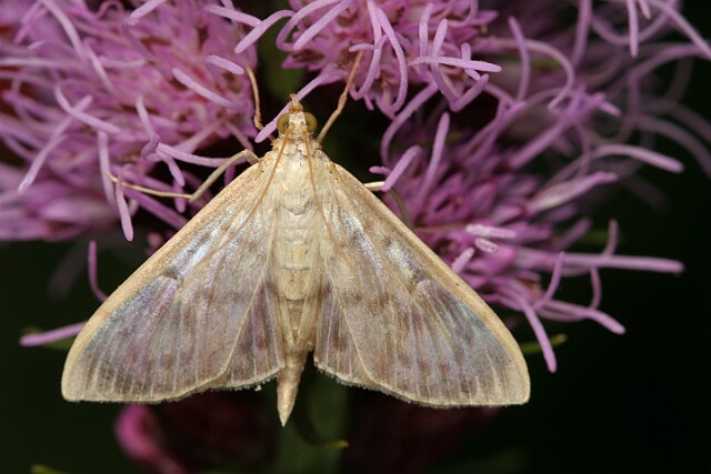 Boczanka brązowianka [Pleutoptya ruralis]