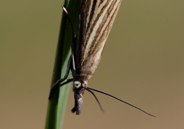 Chrysoteuchia culmella Chrysoteuchia culmella (Linnaeus, 1758)