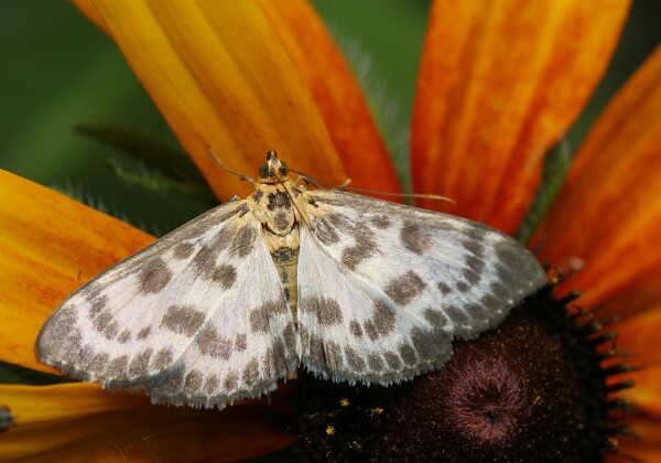Eurrhypara hortulata Eurrhypara hortulata