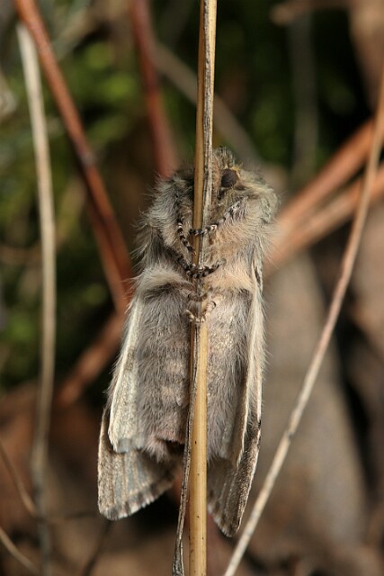 Przestrożnica żółtorożka [Achlya flavicornis]
