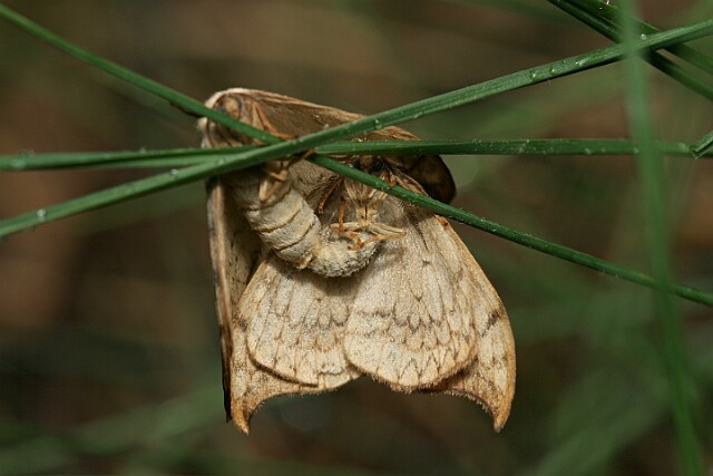 Wycinka sierpianka [Drepana falcataria]