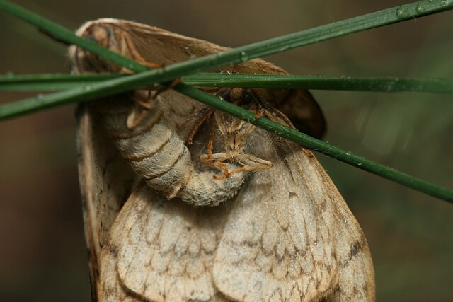 Wycinka sierpianka [Drepana falcataria]