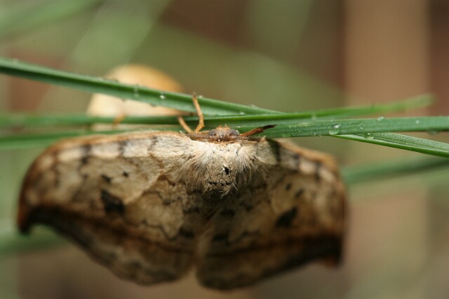 Wycinka sierpianka [Drepana falcataria]