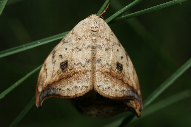 Wycinka sierpianka [Drepana falcataria]